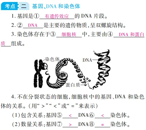 中考魔方丨生物·生物的遗传和变异-第6张图片-四季读书网 中考魔方丨生物·生物的遗传和变异-第6张图片-四季读书网