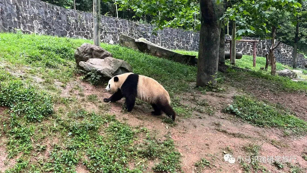 【中考假长途研学】印象成都|三星堆+考古基地+大熊猫保护中心+都江堰+都江堰古城夜景+汶川+杜甫草堂+武侯祠+川菜博物馆+川剧变脸-第16张图片-四季读书网 【中考假长途研学】印象成都|三星堆+考古基地+大熊猫保护中心+都江堰+都江堰古城夜景+汶川+杜甫草堂+武侯祠+川菜博物馆+川剧变脸-第16张图片-四季读书网