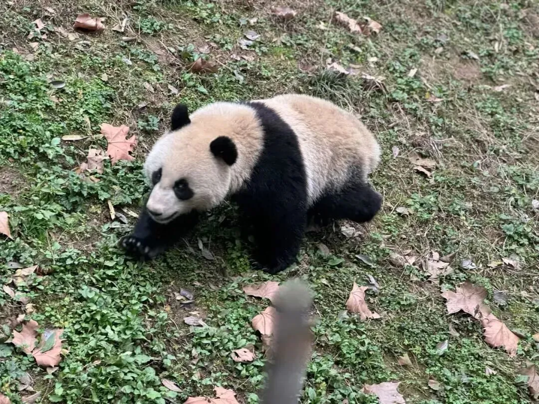 【中考假长途研学】印象成都|三星堆+考古基地+大熊猫保护中心+都江堰+都江堰古城夜景+汶川+杜甫草堂+武侯祠+川菜博物馆+川剧变脸-第20张图片-四季读书网 【中考假长途研学】印象成都|三星堆+考古基地+大熊猫保护中心+都江堰+都江堰古城夜景+汶川+杜甫草堂+武侯祠+川菜博物馆+川剧变脸-第20张图片-四季读书网