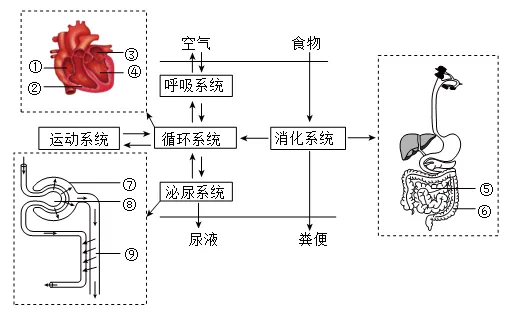 2026年鄂伦春自治旗初中生物学业水平考试第二次模拟卷-第4张图片-四季读书网
