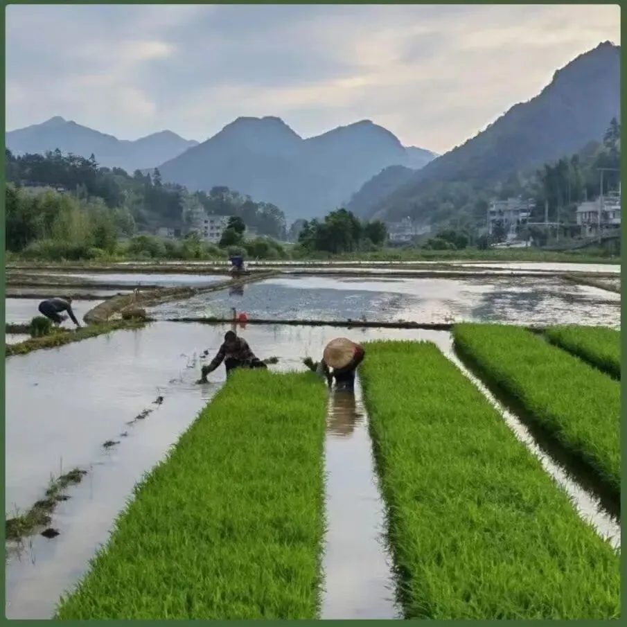 2026年全国高考作文真题导写与范例-第3张图片-四季读书网 2026年全国高考作文真题导写与范例-第3张图片-四季读书网