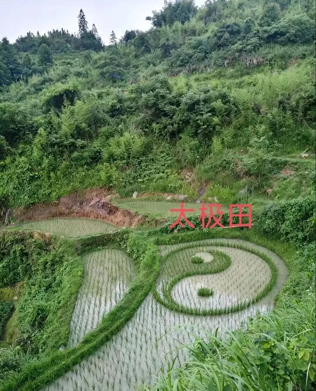 2026年全国高考作文真题导写与范例-第12张图片-四季读书网 2026年全国高考作文真题导写与范例-第12张图片-四季读书网