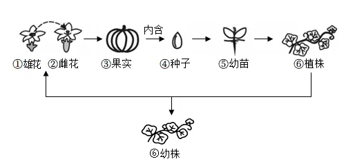 2026年年巴彦淖尔八年级生物第二次模拟考试-第2张图片-四季读书网 2026年年巴彦淖尔八年级生物第二次模拟考试-第2张图片-四季读书网