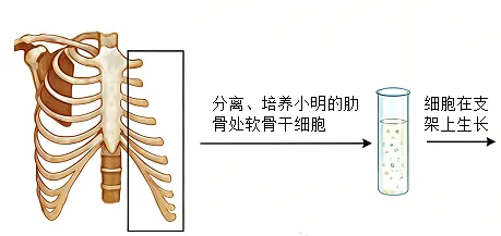 2026年年巴彦淖尔八年级生物第二次模拟考试-第4张图片-四季读书网 2026年年巴彦淖尔八年级生物第二次模拟考试-第4张图片-四季读书网