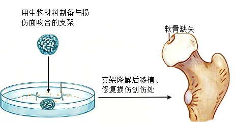 2026年年巴彦淖尔八年级生物第二次模拟考试-第5张图片-四季读书网 2026年年巴彦淖尔八年级生物第二次模拟考试-第5张图片-四季读书网