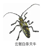 2026年年巴彦淖尔八年级生物第二次模拟考试-第6张图片-四季读书网 2026年年巴彦淖尔八年级生物第二次模拟考试-第6张图片-四季读书网
