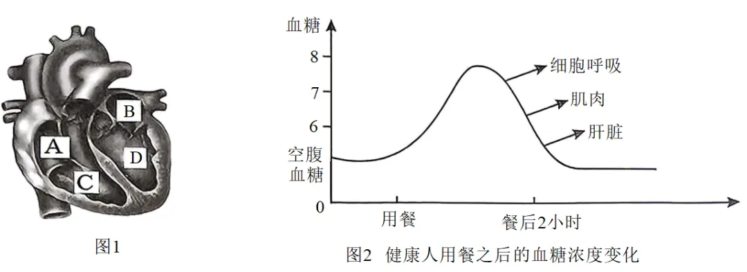 2026年年巴彦淖尔八年级生物第二次模拟考试-第8张图片-四季读书网 2026年年巴彦淖尔八年级生物第二次模拟考试-第8张图片-四季读书网