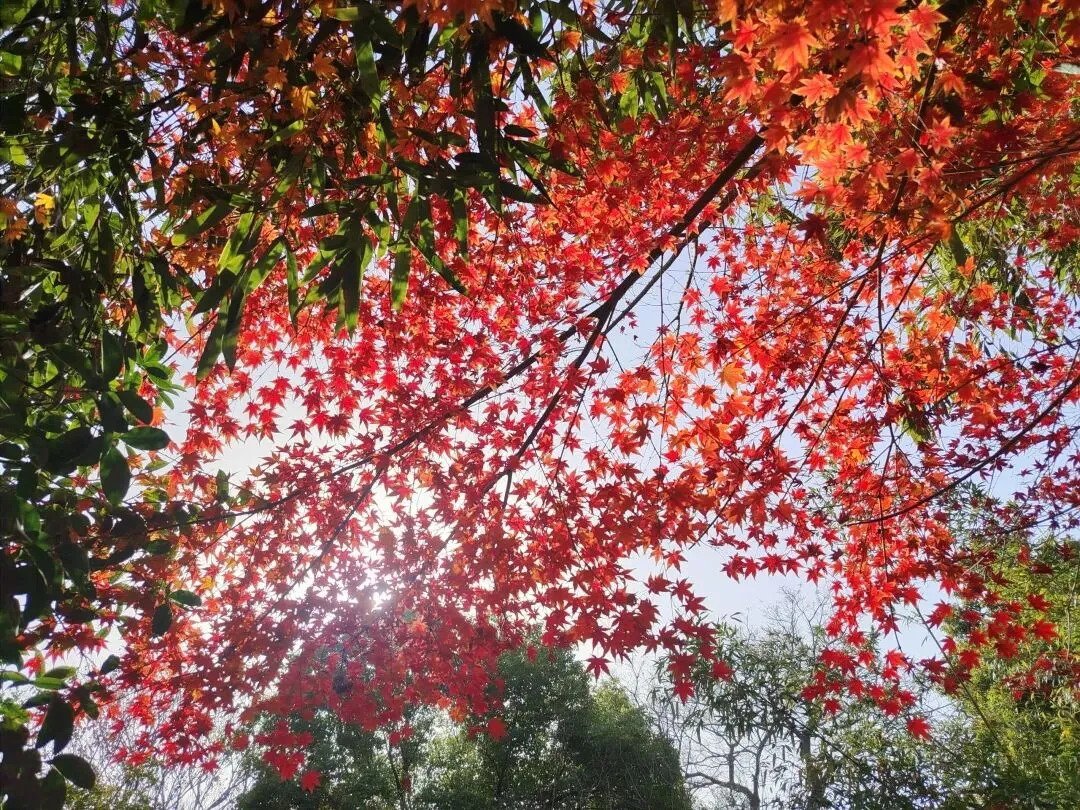 中考范文——对照式结构-第1张图片-四季读书网 中考范文——对照式结构-第1张图片-四季读书网