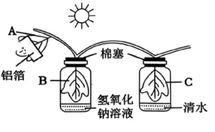 2026年锡林郭勒盟八年级生物第二次模拟考试-第3张图片-四季读书网 2026年锡林郭勒盟八年级生物第二次模拟考试-第3张图片-四季读书网