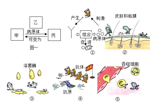 2026年锡林郭勒盟八年级生物第二次模拟考试-第5张图片-四季读书网 2026年锡林郭勒盟八年级生物第二次模拟考试-第5张图片-四季读书网