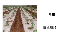 2026年锡林郭勒盟八年级生物第二次模拟考试-第7张图片-四季读书网 2026年锡林郭勒盟八年级生物第二次模拟考试-第7张图片-四季读书网