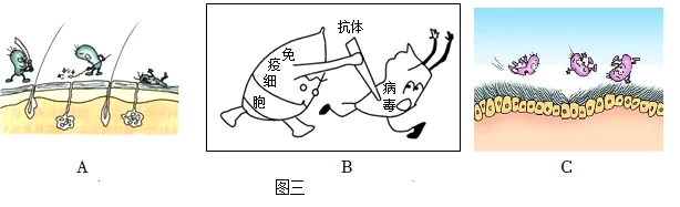 2026年锡林郭勒盟八年级生物第二次模拟考试-第6张图片-四季读书网 2026年锡林郭勒盟八年级生物第二次模拟考试-第6张图片-四季读书网