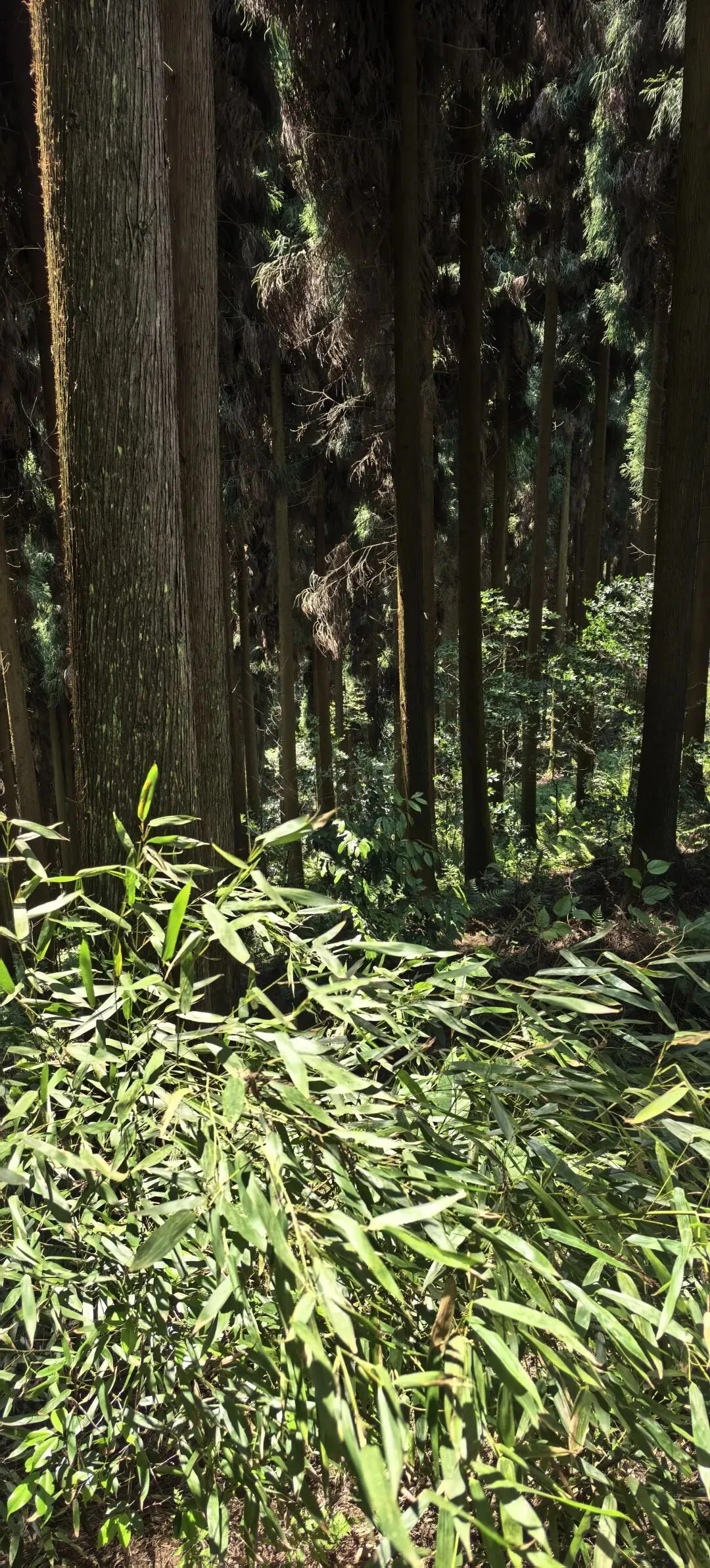 牛顿成都中考:386 分的无奈-第8张图片-四季读书网 牛顿成都中考:386 分的无奈-第8张图片-四季读书网