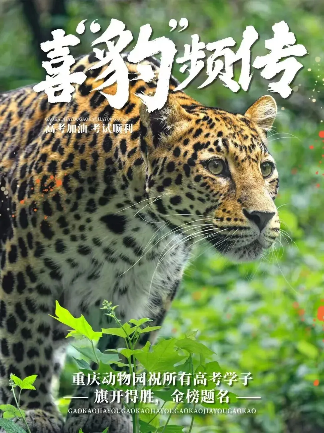 假如重庆动物园有“高考试卷”,你能答对几道?-第15张图片-四季读书网 假如重庆动物园有“高考试卷”,你能答对几道?-第15张图片-四季读书网