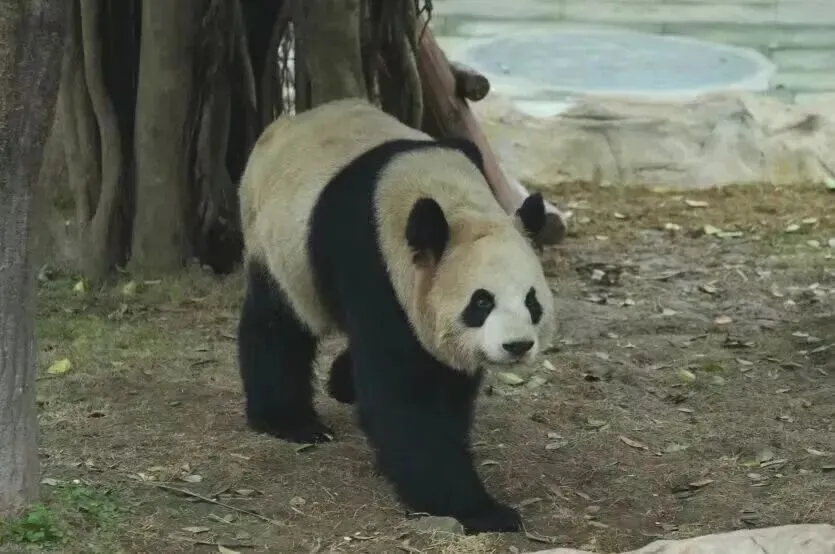 假如重庆动物园有“高考试卷”,你能答对几道?-第30张图片-四季读书网 假如重庆动物园有“高考试卷”,你能答对几道?-第30张图片-四季读书网