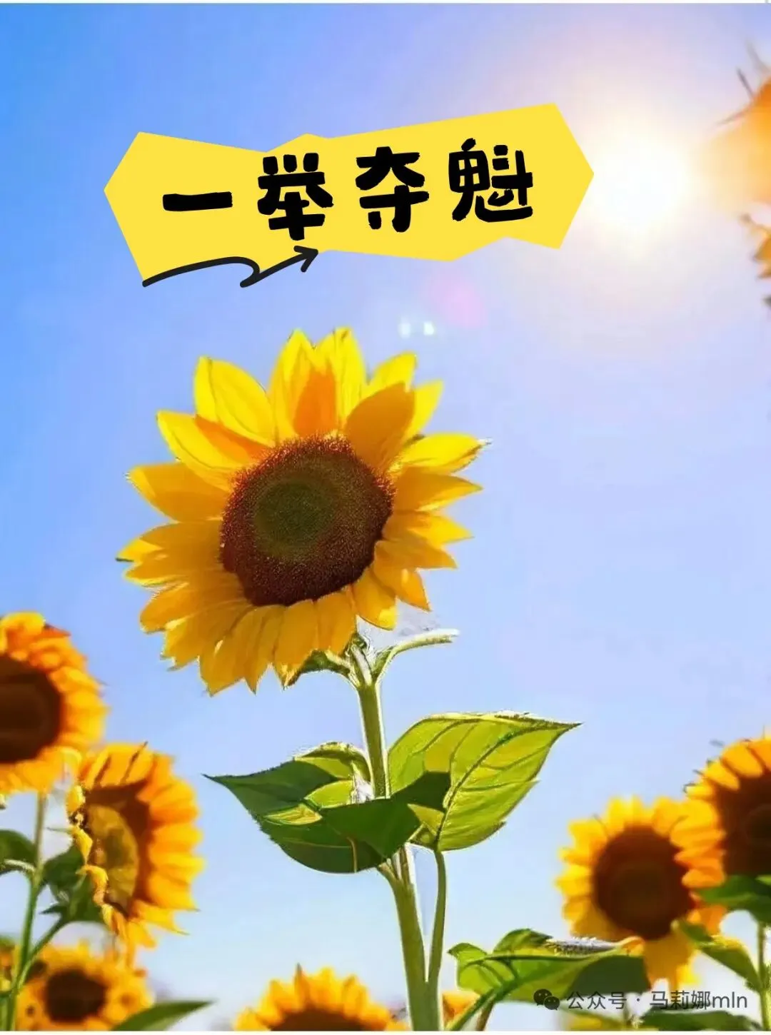 备考|2026河北中考11部名著思维导图-第2张图片-四季读书网