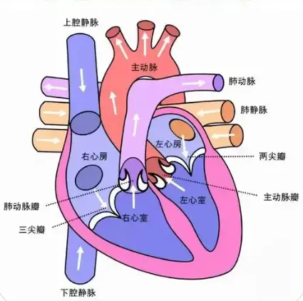 中考科学高频易错——一道涉及心脏的错题分析-第2张图片-四季读书网