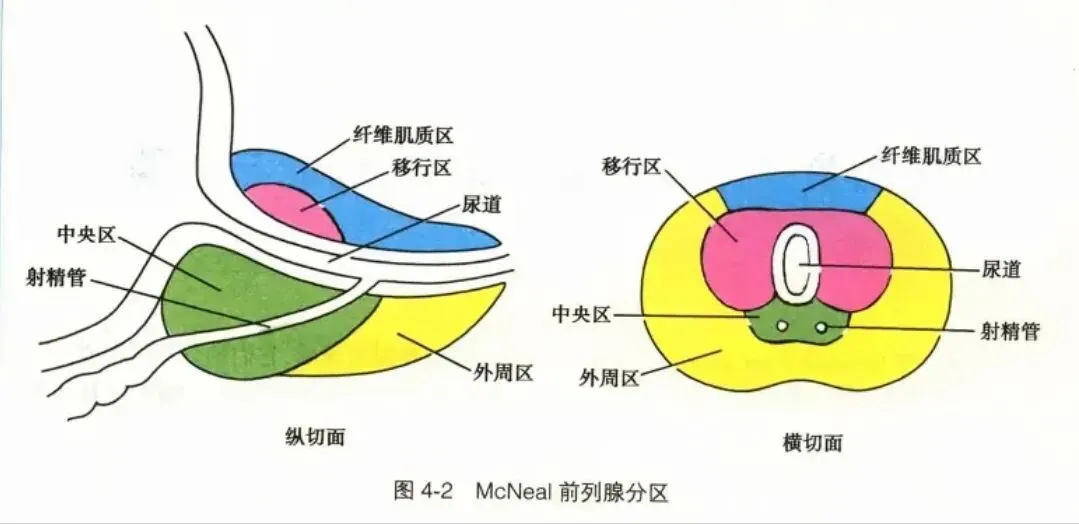 2026执业医师真题考点自查 1 期(6.9 20221️⃣)-第4张图片-四季读书网 2026执业医师真题考点自查 1 期(6.9 20221️⃣)-第4张图片-四季读书网