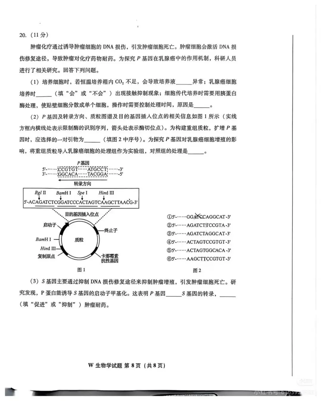 2026年安徽省高考生物真题原版-第8张图片-四季读书网 2026年安徽省高考生物真题原版-第8张图片-四季读书网