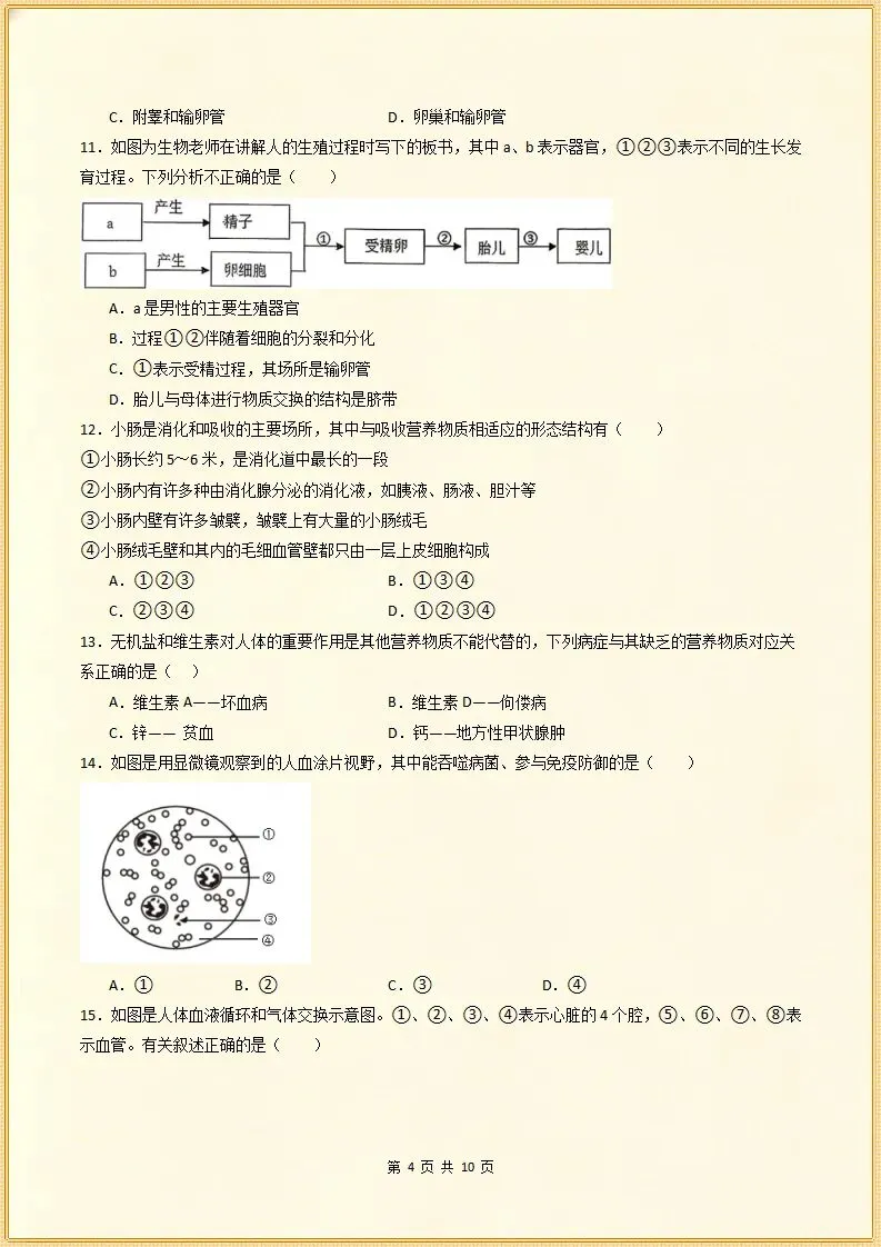 【期末试卷】2025-2026学年七下生物期末模拟卷.素质培优,含答案,可打印-第5张图片-四季读书网 【期末试卷】2025-2026学年七下生物期末模拟卷.素质培优,含答案,可打印-第5张图片-四季读书网