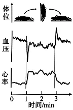 高考真题权威解读丨2026年安徽省高考生物试题参考答案及试题权威超详细解答-第13张图片-四季读书网