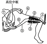 高考真题权威解读丨2026年安徽省高考生物试题参考答案及试题权威超详细解答-第14张图片-四季读书网
