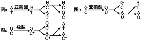 高考真题权威解读丨2026年安徽省高考生物试题参考答案及试题权威超详细解答-第15张图片-四季读书网