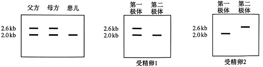 高考真题权威解读丨2026年安徽省高考生物试题参考答案及试题权威超详细解答-第16张图片-四季读书网