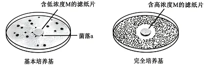 高考真题权威解读丨2026年安徽省高考生物试题参考答案及试题权威超详细解答-第17张图片-四季读书网