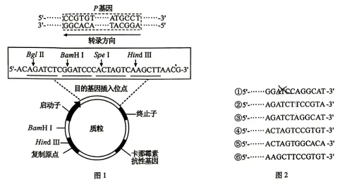 高考真题权威解读丨2026年安徽省高考生物试题参考答案及试题权威超详细解答-第24张图片-四季读书网