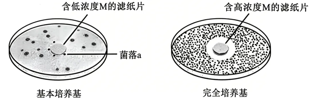 2026年高考安徽卷生物学高考真题-第7张图片-四季读书网 2026年高考安徽卷生物学高考真题-第7张图片-四季读书网