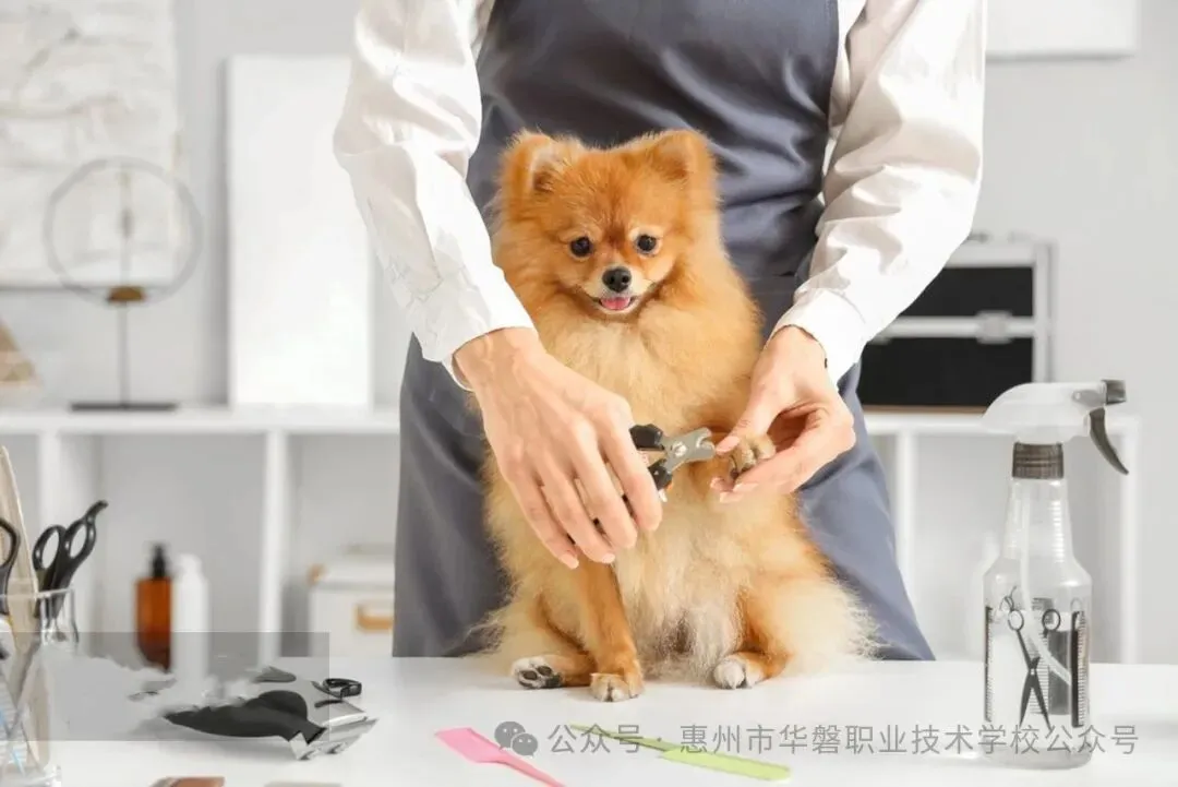 中考志愿指南 | 惠州市华磐职业技术学校 2026招生简章【自主招生】-第49张图片-四季读书网 中考志愿指南 | 惠州市华磐职业技术学校 2026招生简章【自主招生】-第49张图片-四季读书网