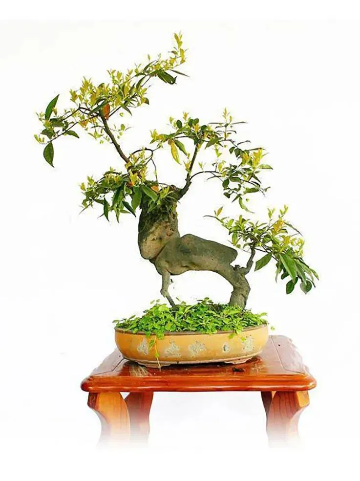 苏轼诗歌,亮相高考试卷(二)-第5张图片-四季读书网 苏轼诗歌,亮相高考试卷(二)-第5张图片-四季读书网