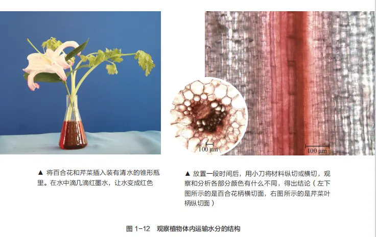 中考复习重点图:苏科版初中生物学七上重点图-第3张图片-四季读书网