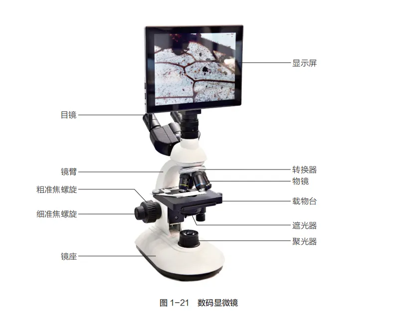 中考复习重点图:苏科版初中生物学七上重点图-第7张图片-四季读书网