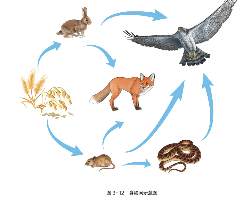 中考复习重点图:苏科版初中生物学七上重点图-第12张图片-四季读书网