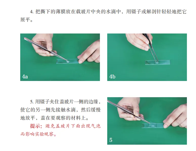 中考复习重点图:苏科版初中生物学七上重点图-第15张图片-四季读书网