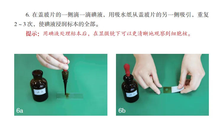 中考复习重点图:苏科版初中生物学七上重点图-第16张图片-四季读书网