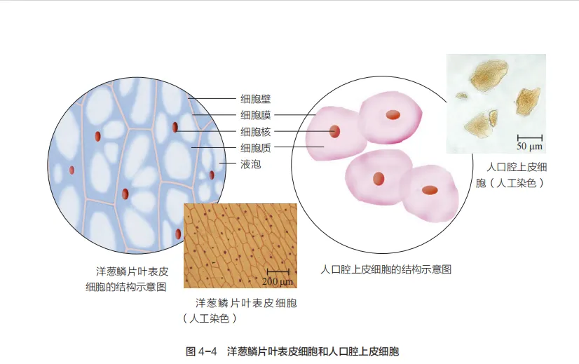 中考复习重点图:苏科版初中生物学七上重点图-第17张图片-四季读书网