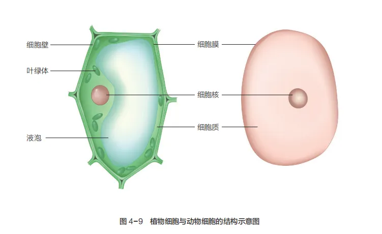 中考复习重点图:苏科版初中生物学七上重点图-第18张图片-四季读书网