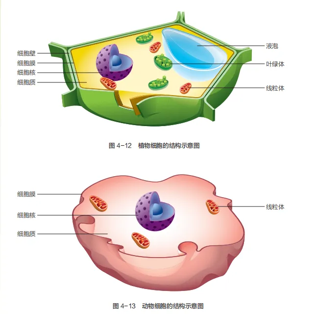 中考复习重点图:苏科版初中生物学七上重点图-第20张图片-四季读书网