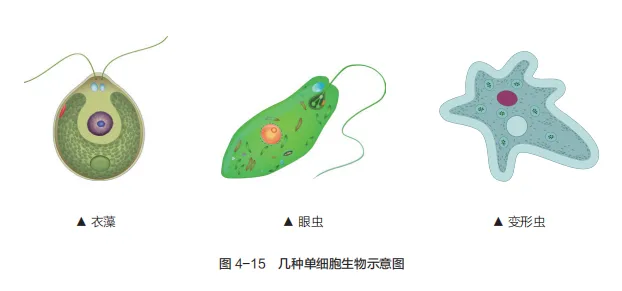 中考复习重点图:苏科版初中生物学七上重点图-第21张图片-四季读书网