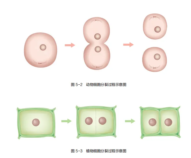 中考复习重点图:苏科版初中生物学七上重点图-第22张图片-四季读书网