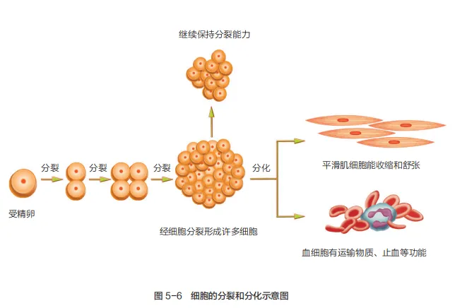 中考复习重点图:苏科版初中生物学七上重点图-第23张图片-四季读书网