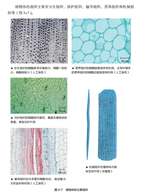 中考复习重点图:苏科版初中生物学七上重点图-第24张图片-四季读书网