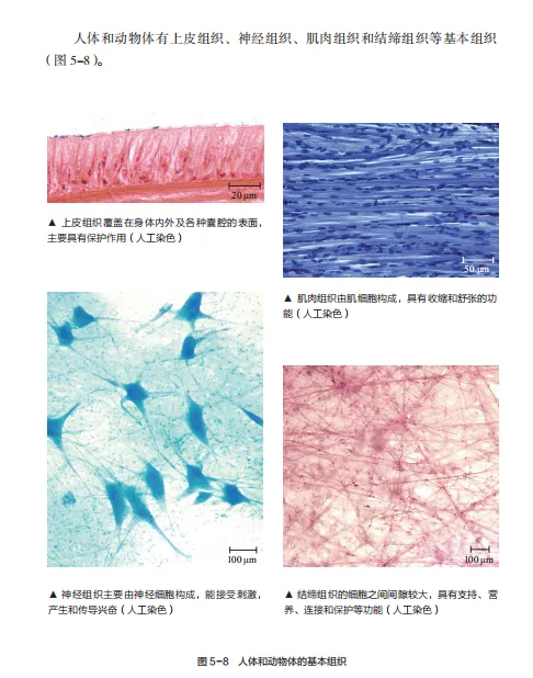 中考复习重点图:苏科版初中生物学七上重点图-第25张图片-四季读书网