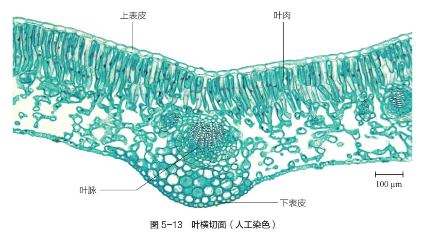 中考复习重点图:苏科版初中生物学七上重点图-第26张图片-四季读书网