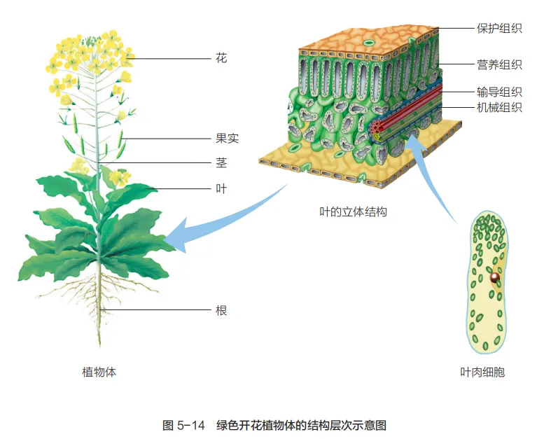 中考复习重点图:苏科版初中生物学七上重点图-第27张图片-四季读书网