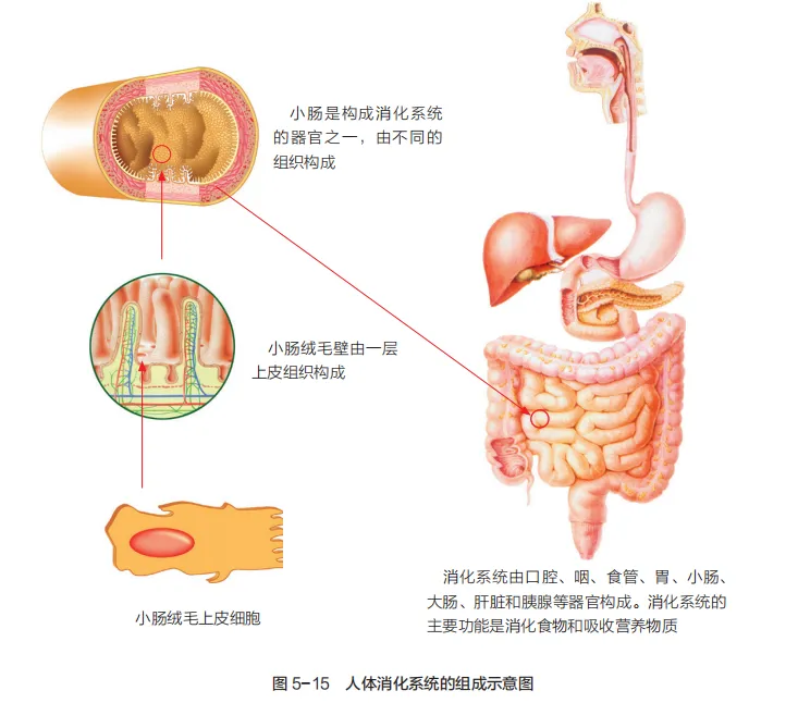 中考复习重点图:苏科版初中生物学七上重点图-第28张图片-四季读书网
