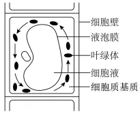 2026年广东省高中生物学业水平合格性考试试题模拟试题和详解(一)(附word下载) ⊙-第8张图片-四季读书网 2026年广东省高中生物学业水平合格性考试试题模拟试题和详解(一)(附word下载) ⊙-第8张图片-四季读书网